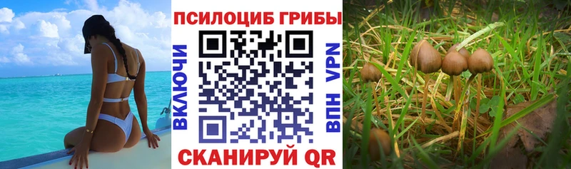 купить наркотики сайты Славянск-на-Кубани Псилоцибиновые грибы Magic Shrooms